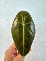 Alocasia Pink Dragon / Morocco – young plant 💕🌿