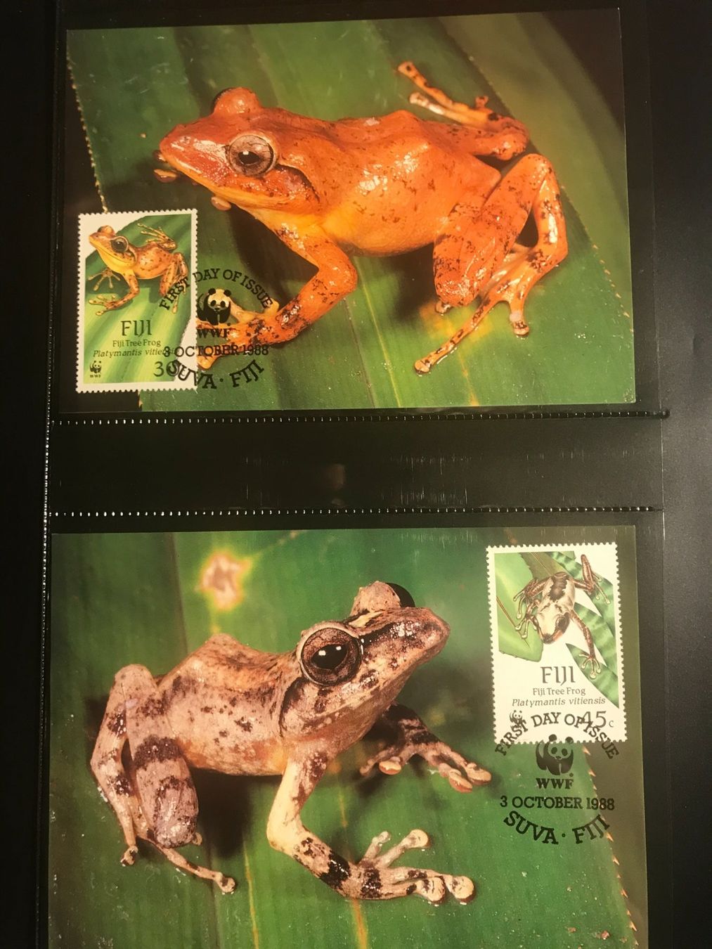 Tutti i francobolli: WWF Fidschi 1988 Satz Baumfrosch Maximumkarten – Nuovo (secondo la descrizione) da Liestal venduto da schnueps 1