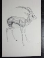 M. Wüest - Lithographie - Antilope