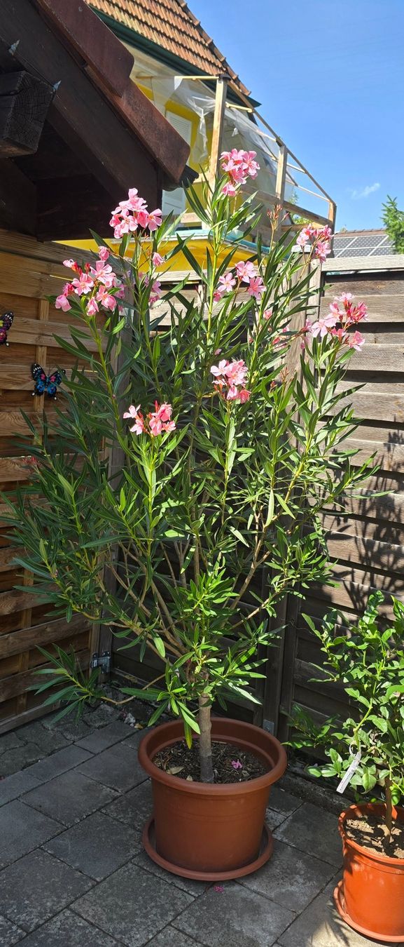 Pflanzen & Samen: Schöner Oleander Hochstamm hellrosa – Gebraucht aus Aarburg von popkorn65 1