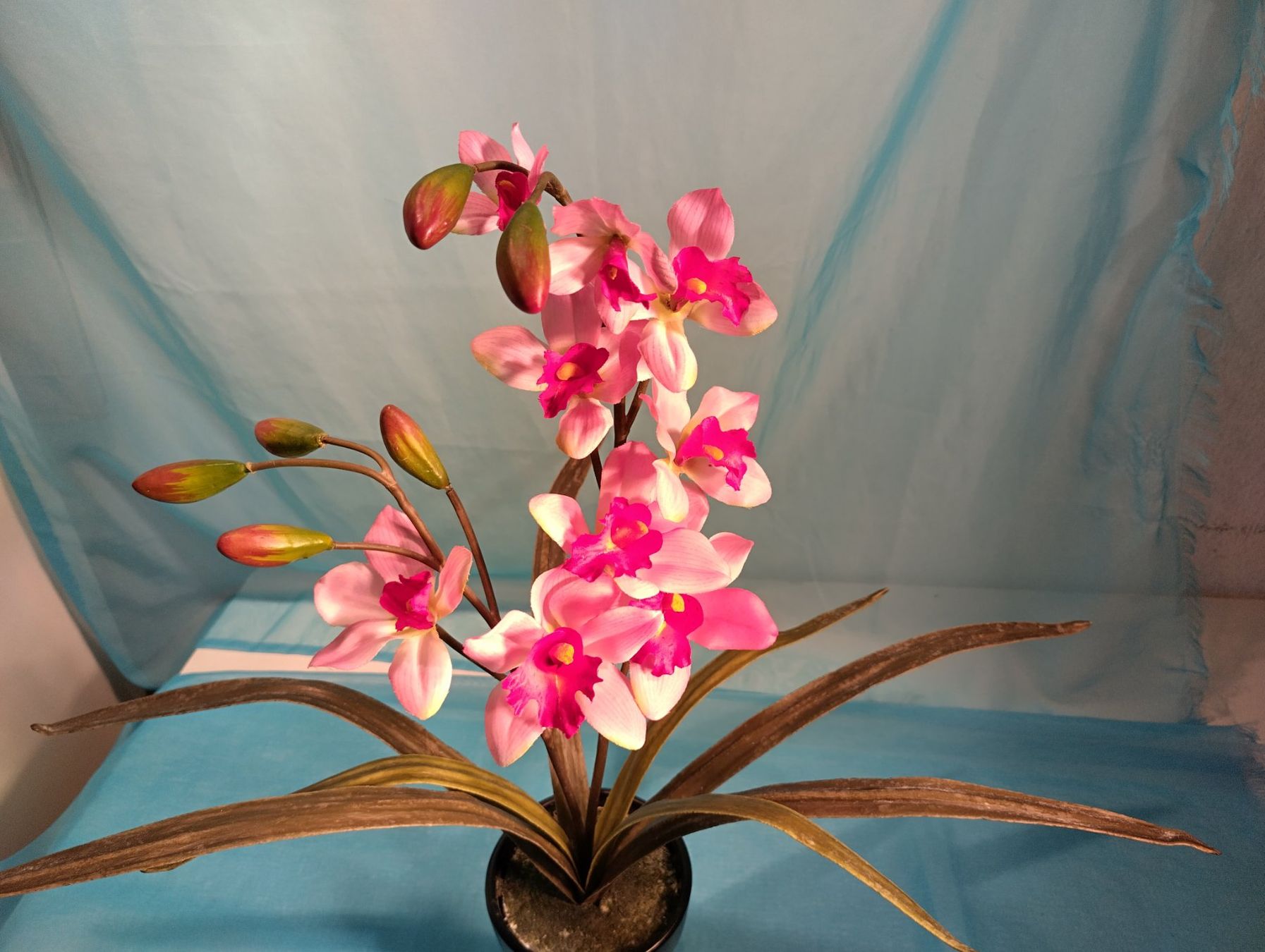 Piante & sementi: Phalaenopsis mit spitzen Blättern, rosa und rot, 50cm – Usato da Bellach venduto da JingleCherry 1