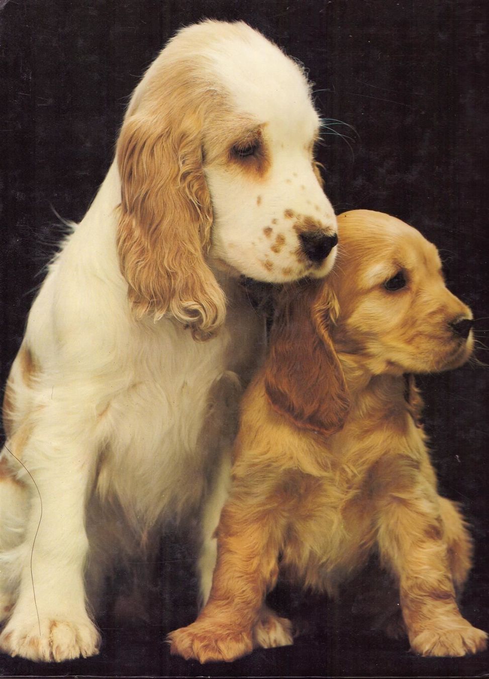 Libri: W.R. Spira - Die schönsten Hunde – Usato da Nunningen venduto da mercury-for-books 1