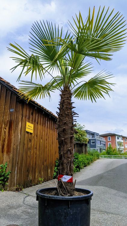 Tessinerpalme Hanf Palme Schweizer Zucht 2.8m 140cm Stamm Kaufen