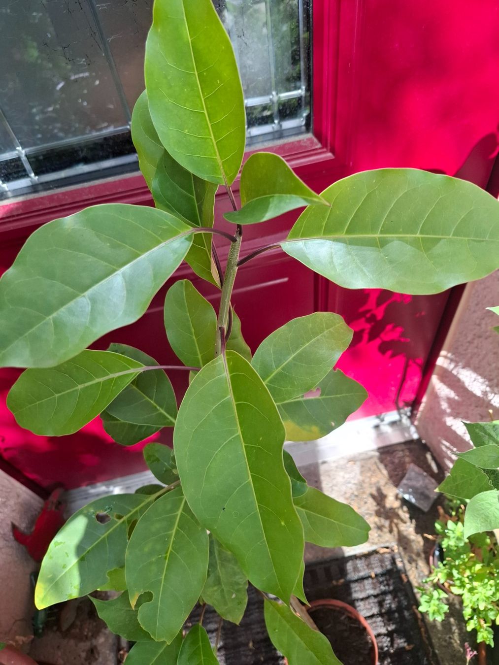 Plantes & graines: Pflanze Solandra maxima – D'occasion à Zürich par esap 3