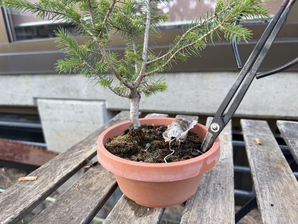 Piante & sementi: Fichte Rohmaterial Bonsai – Usato da Suhr venduto da BonsaiGutzi