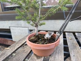 Fichte Rohmaterial Bonsai