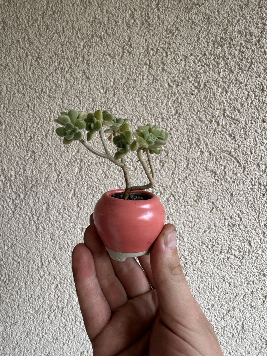 Plantes & graines: Micro Sukkulenten Bonsai – D'occasion à Rümlang par Gruseh.ch 2