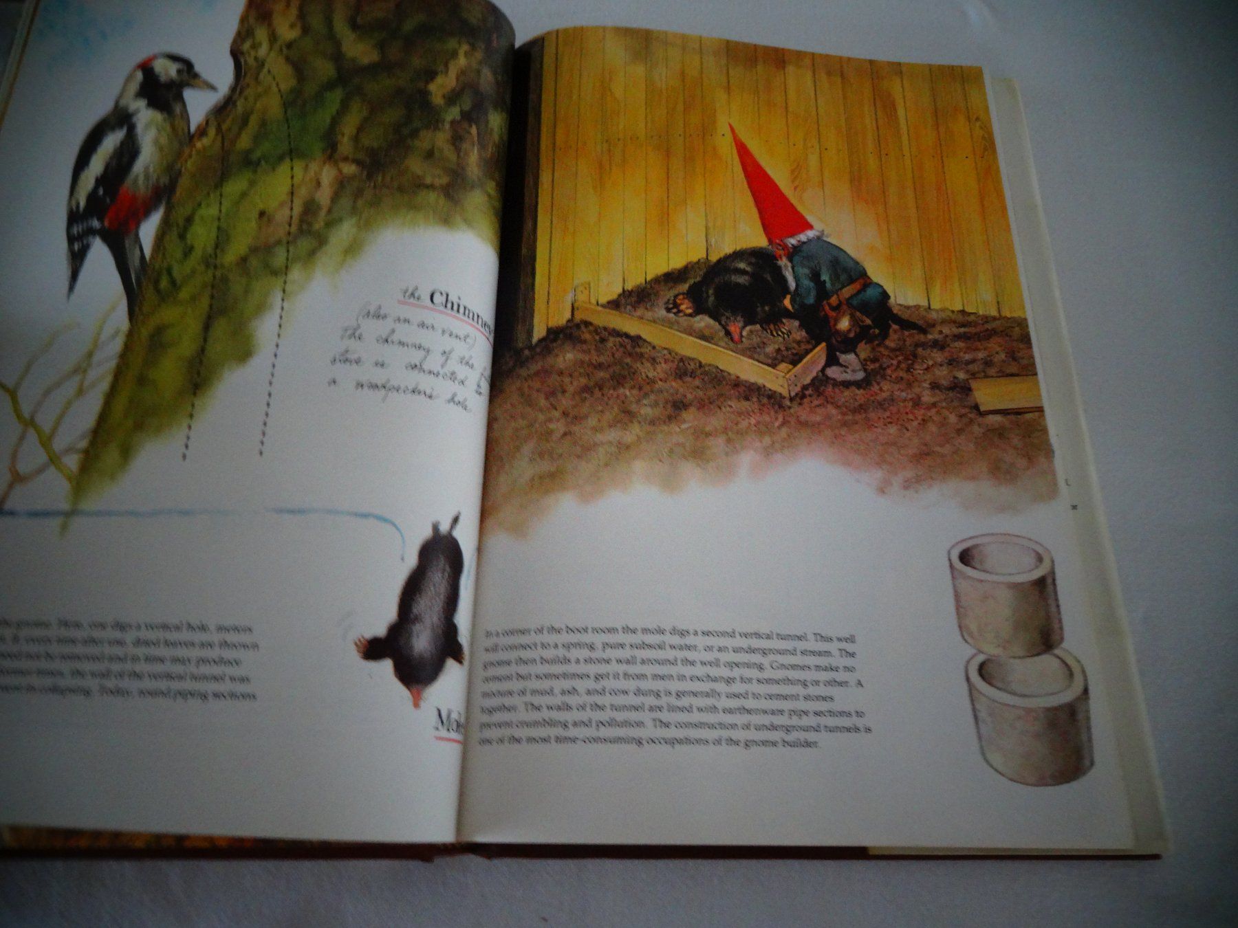 Bücher: Gnomes – Gebraucht aus Neerach von jenny062 5