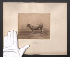 Fotografie Internationale Landwirtschaft