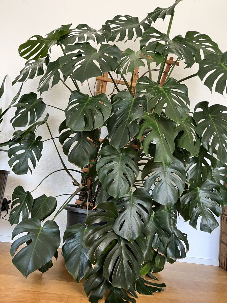 Pflanzen & Samen: XXL Monstera deliciosa – Gebraucht aus St. Gallen von ste_k7tp 3
