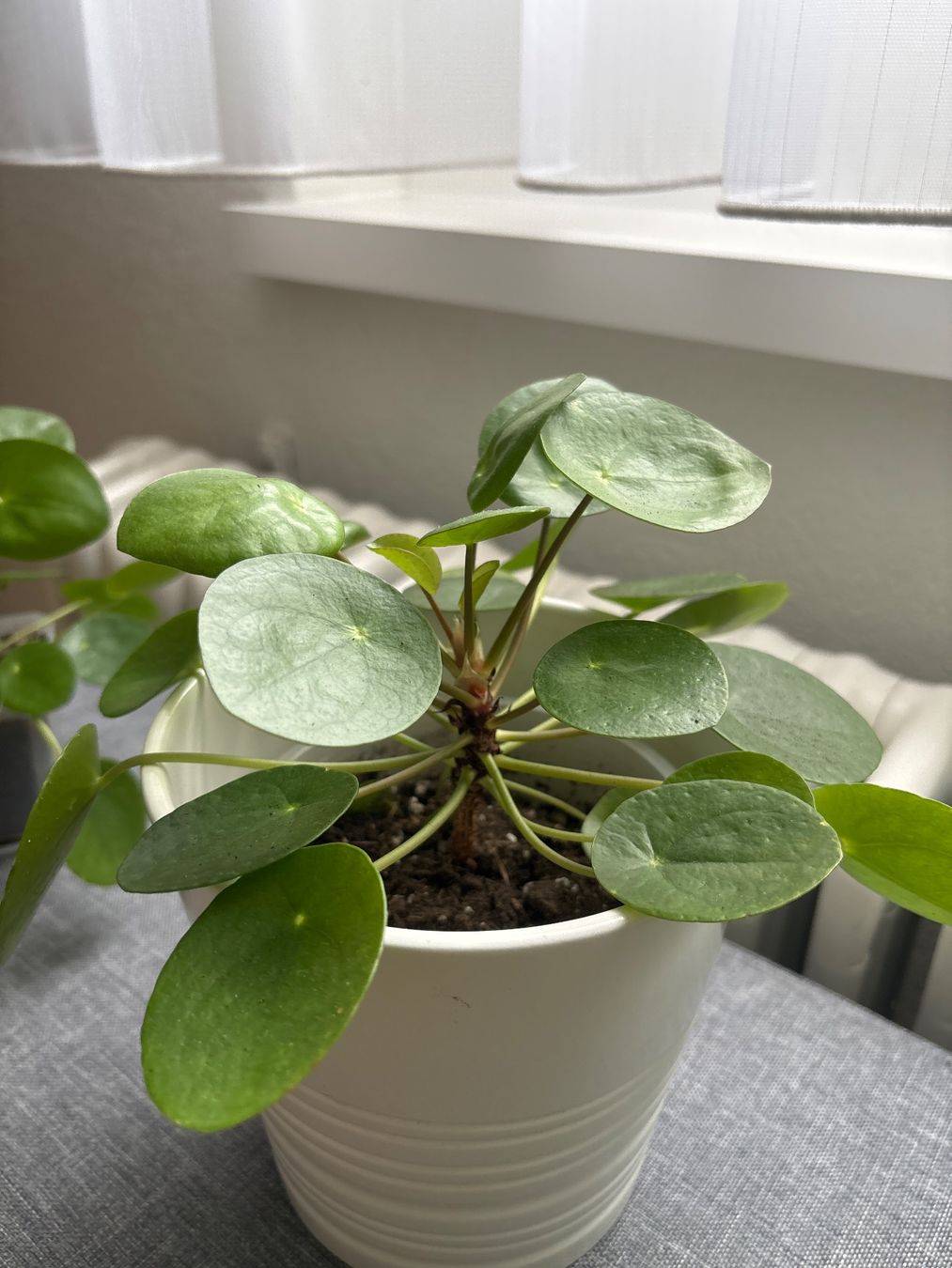 Piante & sementi: Zimmerpflanze Pilea Peperomioides – Nuovo (secondo la descrizione) da Lyss venduto da jba_s2my 1