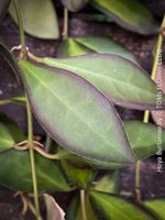 Hoya burtoniae - Sammler-Hoya mit samtartigen Blättern