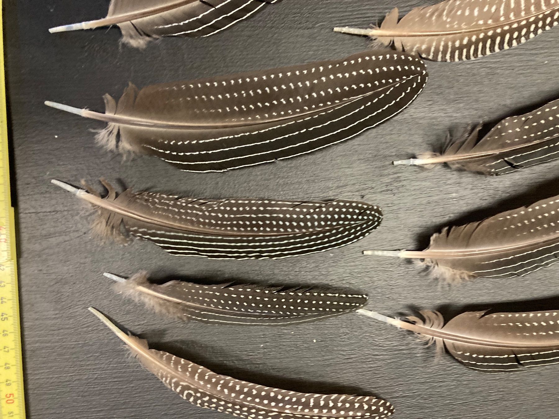 Il mondo degli animali: Geier-Perlhuhn Federn – Difettoso da Grosswangen venduto da arum01 2
