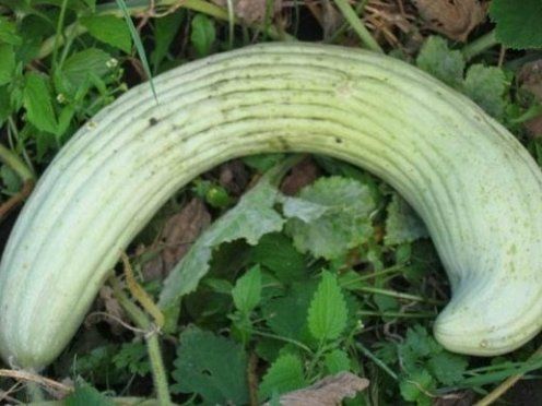 Piante & sementi: MELONENGURKE Carosello Barese / Pflanze – Nuovo (secondo la descrizione) da Hinteregg venduto da ERFOLG78 6