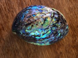 Opal Muschel Australien 15 x 10 cm
