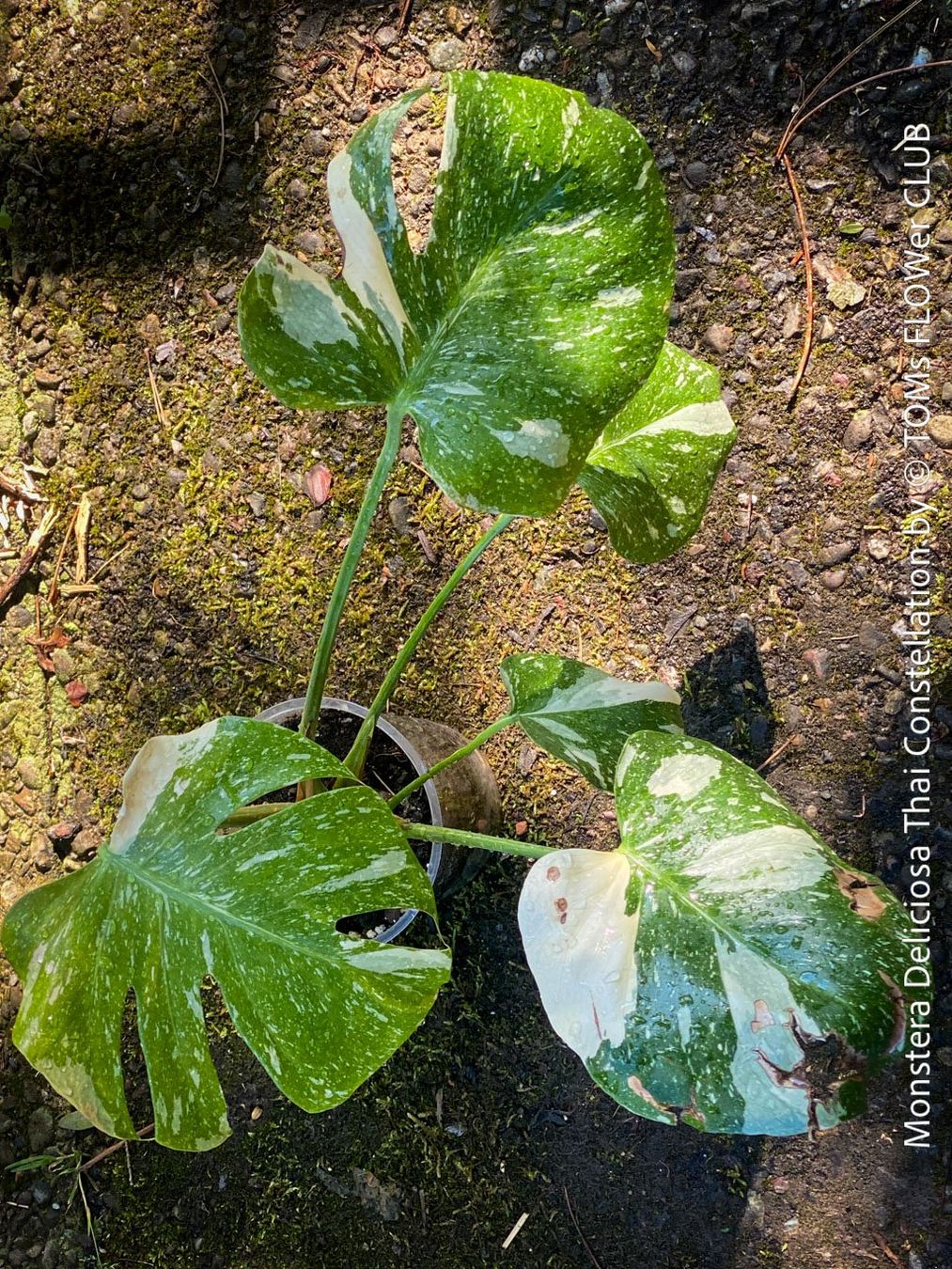 Piante & sementi: Monstera Deliciosa Thai Constellation - grossblättrig – Nuovo e nell'imballaggio originale da Adliswil venduto da astom369 2