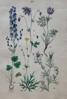 Antike Lithographie BOTANIK, 1880 - Dekorativ, 27 x 18 cm