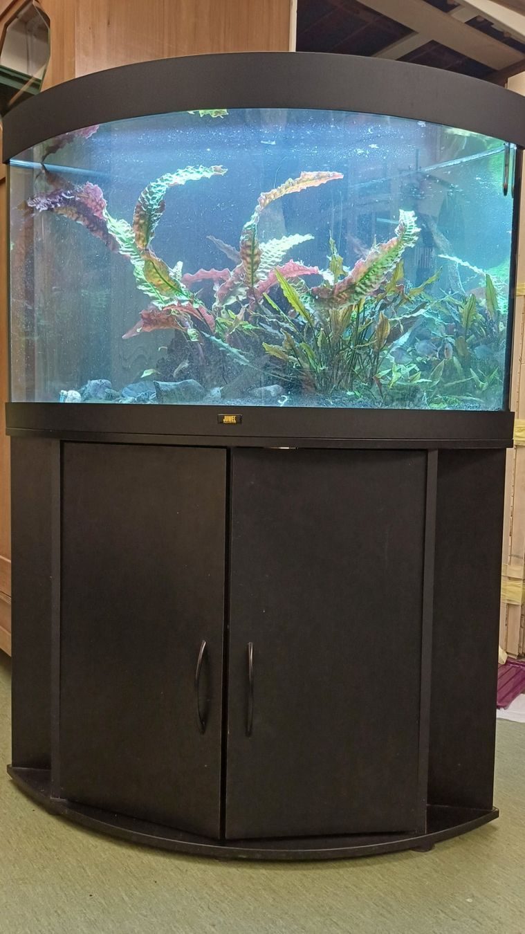 Juwel Acquari: Aquarium Juwel Trigon – Usato da Degersheim venduto da Alphi 2