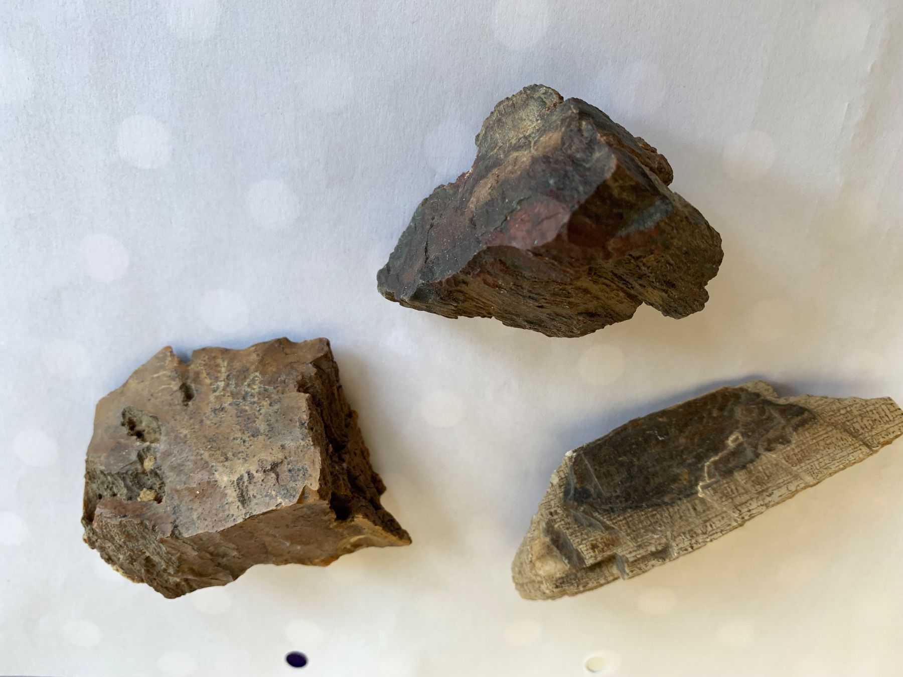 Fossili: 3 Interessante "Ver?"-steinerungen – Usato da Basel venduto da Akinom50