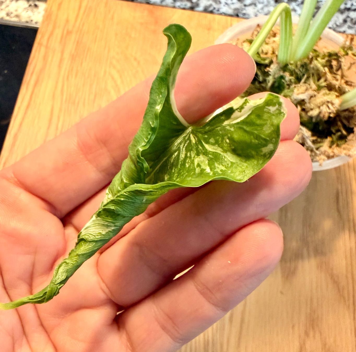 Plantes & graines: Alocasia Cucullata "Crinkles Albo" – D'occasion à Kaiseraugst par dka_b97z 3