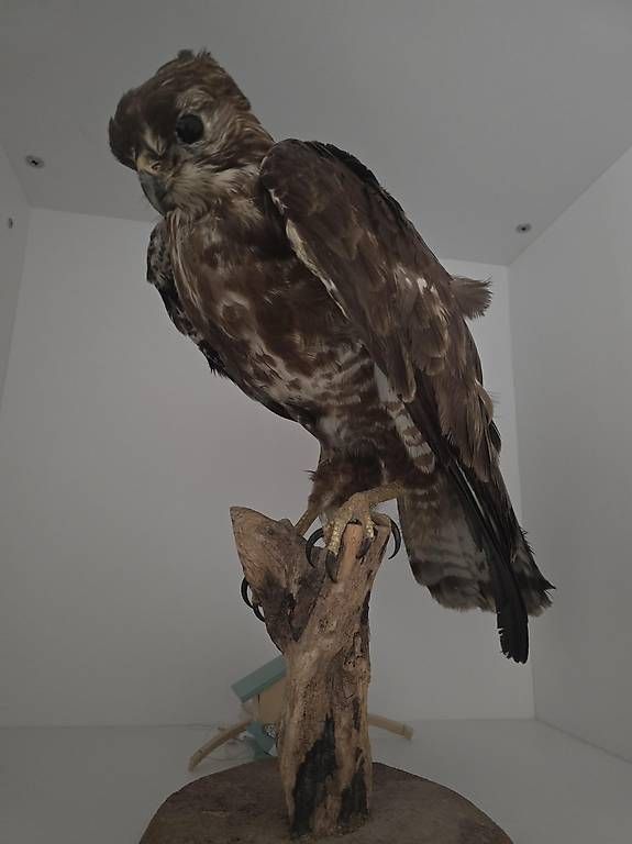 Monde des animaux: Falke  – D'occasion à Langnau i. E. par dod_c7cz