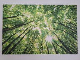 Leinwandbild, Wald & Sonne, 120x80cm
