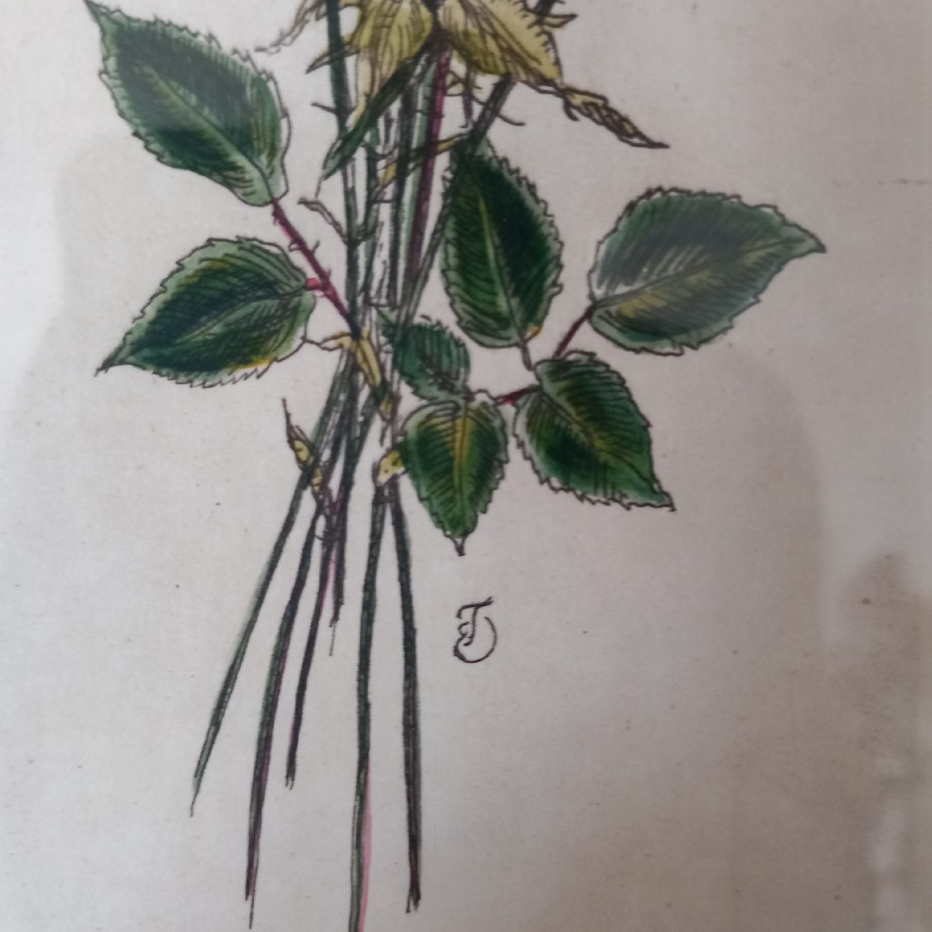 Poster & Bilder: Antikes Rosen Bild / Nostalgie – Gebraucht aus Aegerten von gismolini 8