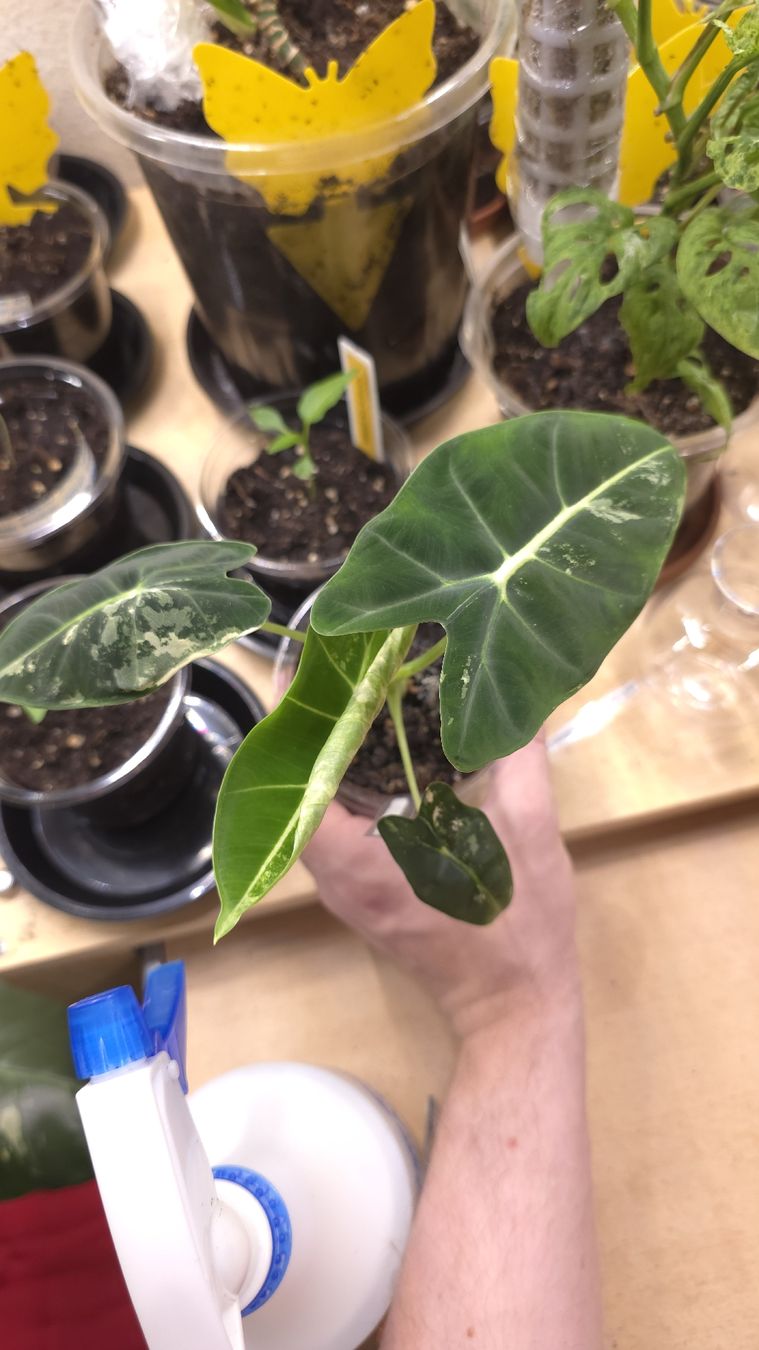 Pflanzen & Samen: Alocasia Frydek Variegata "gène albo" – Neu (gemäss Beschreibung) aus Neyruz FR von bry_2dg9
