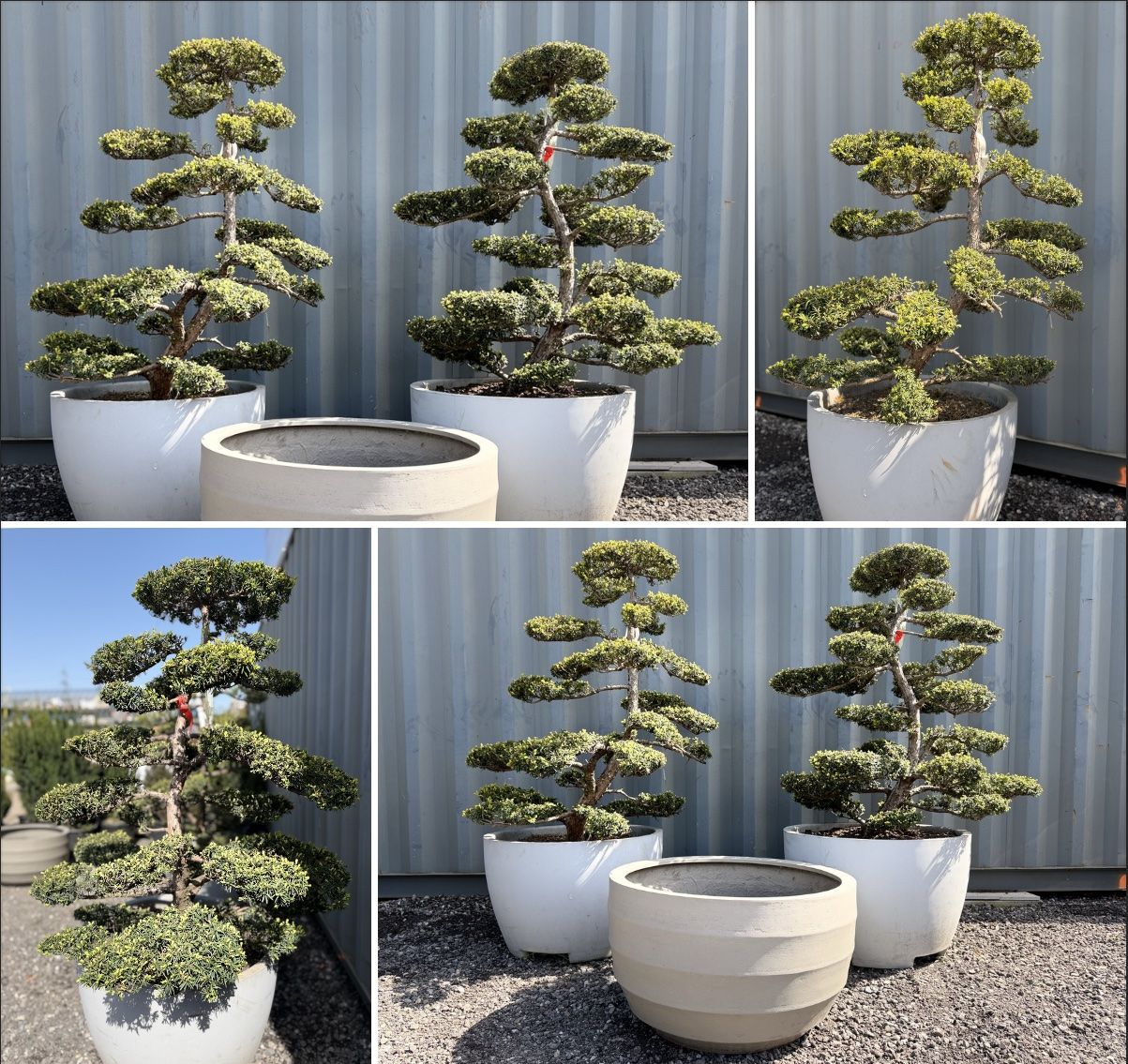 Piante & sementi: 2x Taxus Eiben Gartenbonsai Formschnitt, 35-jährig, Topf – Nuovo (secondo la descrizione) da Root venduto da Jo.Di 1
