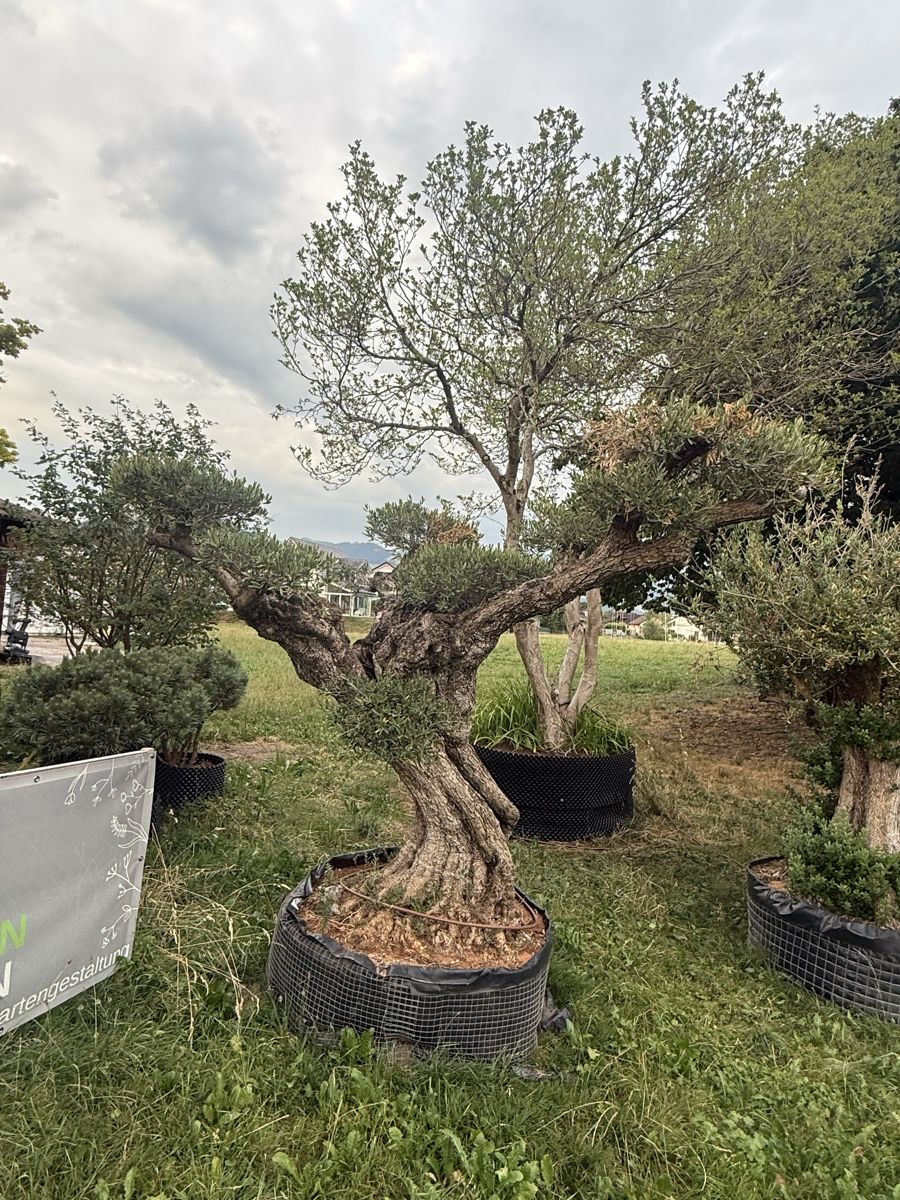 Plantes & graines: Grosser Oliven-Bonsai – Neuf avec emballage d'origine à Uznach par lut_rnx5
