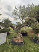 Grosser Oliven-Bonsai