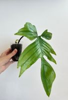 Philodendron Florida🤩