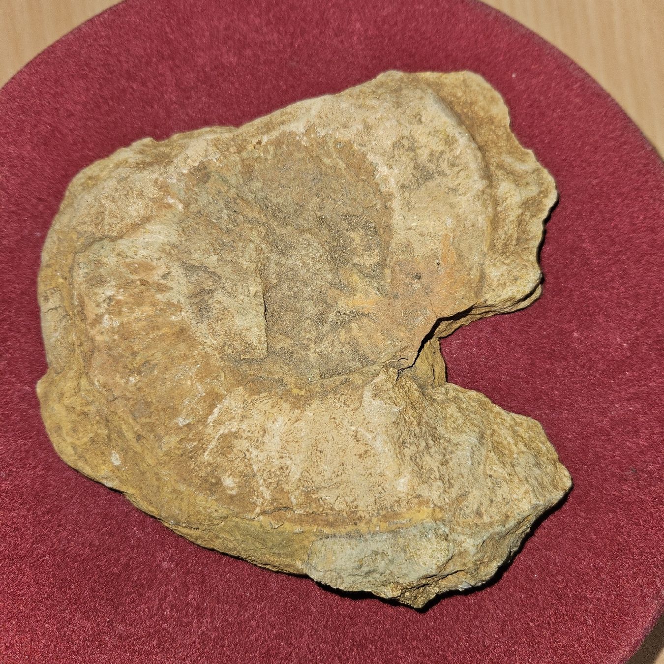 Fossilien: Grosser Ammonit / Fossil ca. 13cm – Gebraucht aus Kriens von gra_fhn7 1