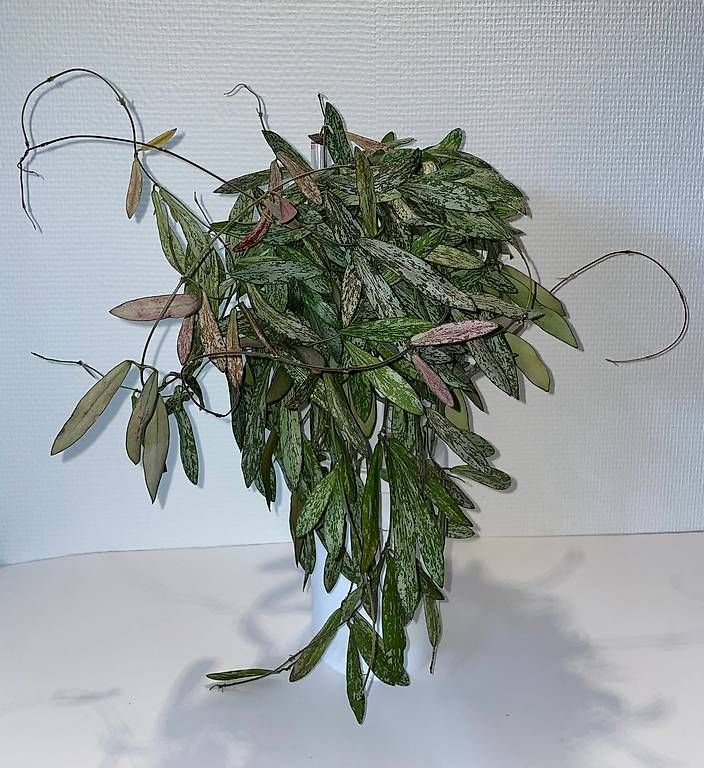 Pflanzen & Samen: Hoya sigillatis in Semihydro – Neu (gemäss Beschreibung) aus Bühler von googelibear 1