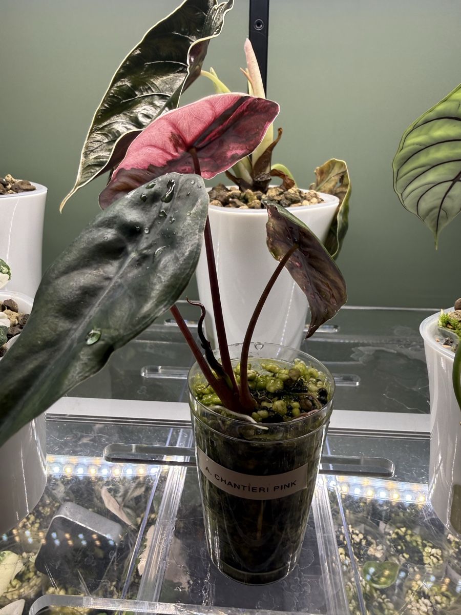 Piante & sementi: Alocasia chantrieri pink – Usato da Bottighofen venduto da narbor46 1