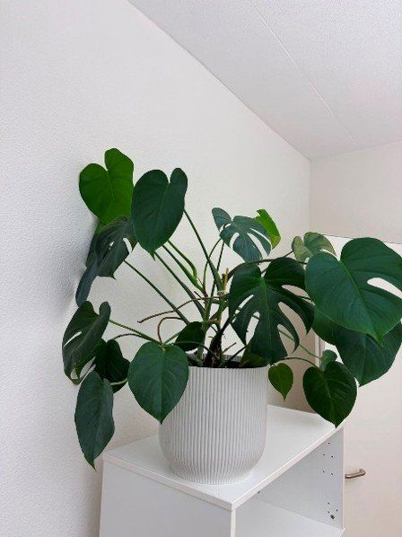 Plantes & graines: Monstera (gross) – D'occasion à Egolzwil par lorena_a