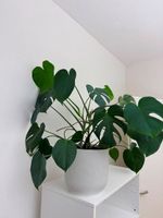 Monstera (gross)