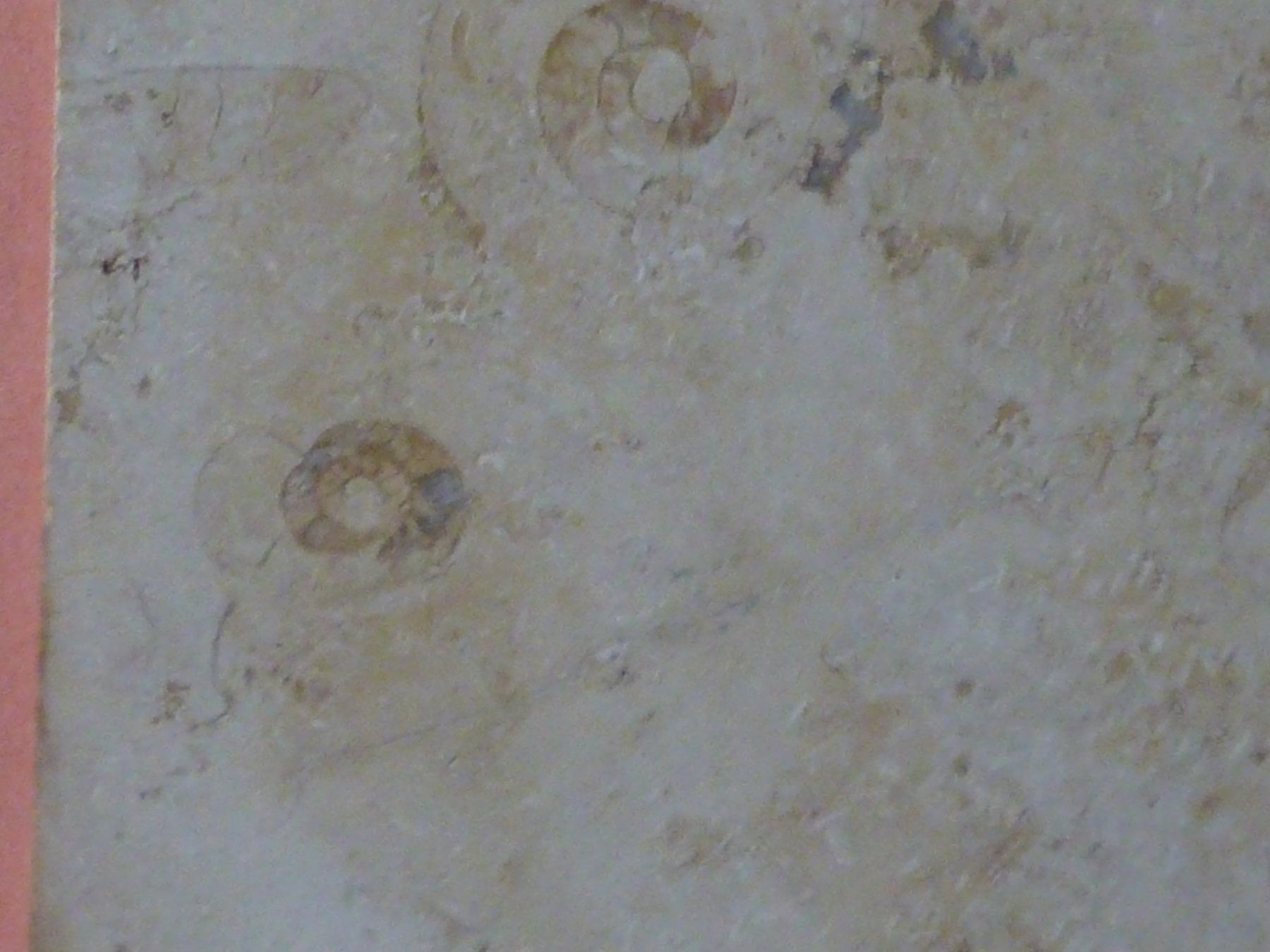 Fossili: Kalksteinplatte mit Ammoniten – Usato da Triengen venduto da Nussbaum14 3