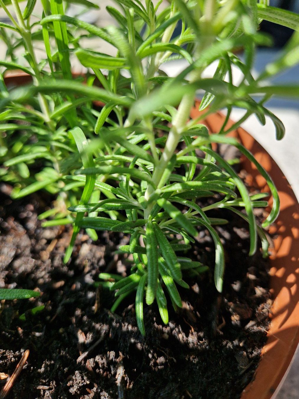Piante & sementi: Balkon-/Gartenpflanze: Rosmarin – Usato da Münchenbuchsee venduto da Aare22 5