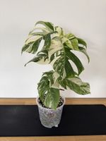 🌱Monstera deliciosa Variegata🌱 Nr. 3