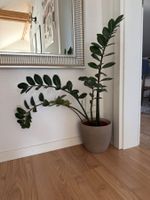 Glücksfedern (Zamioculcas zamiifolia)