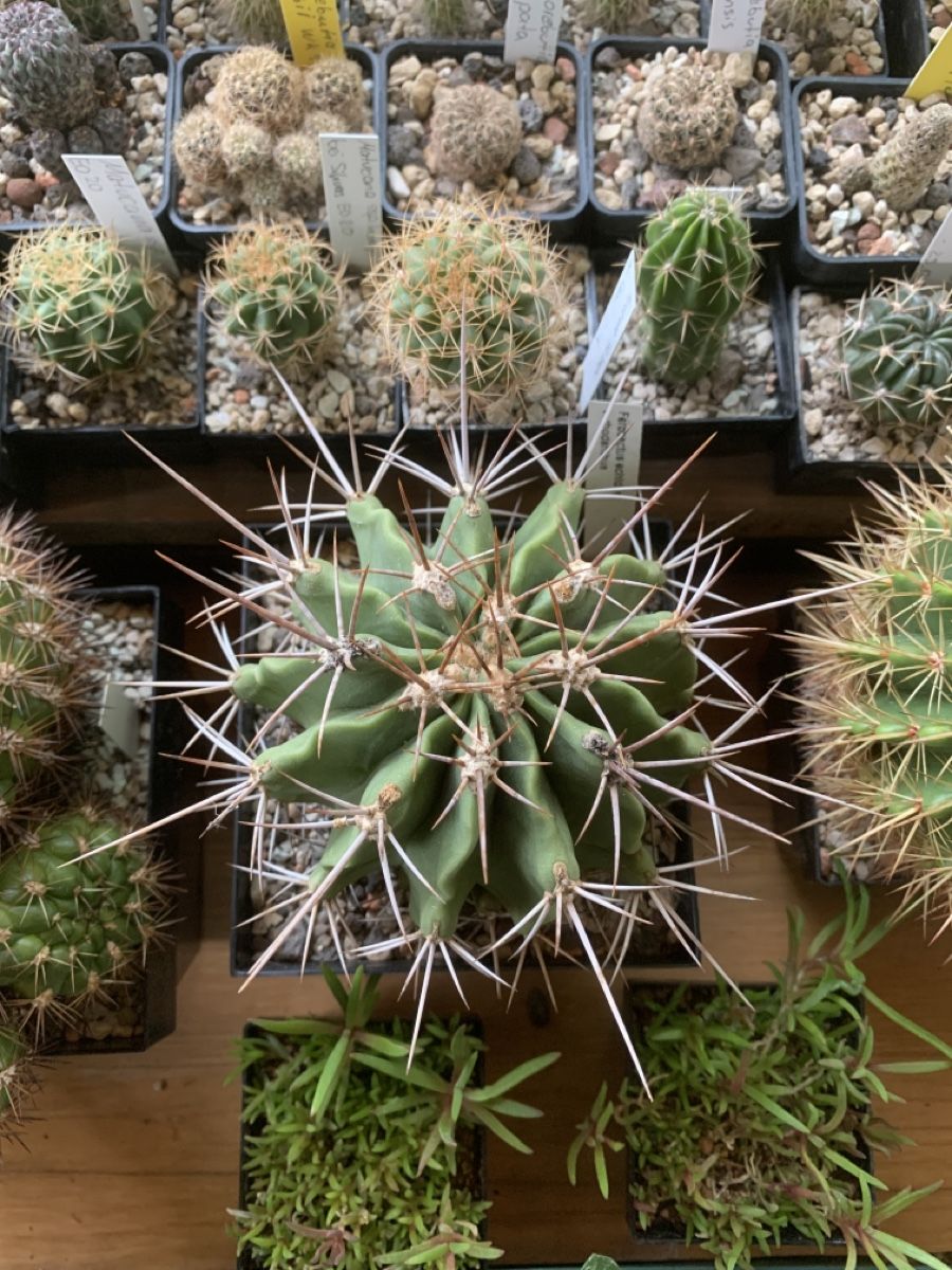 Piante & sementi: Ferocactus echidne v. rhodanthus – Usato da Rorbas venduto da SimS0n 3
