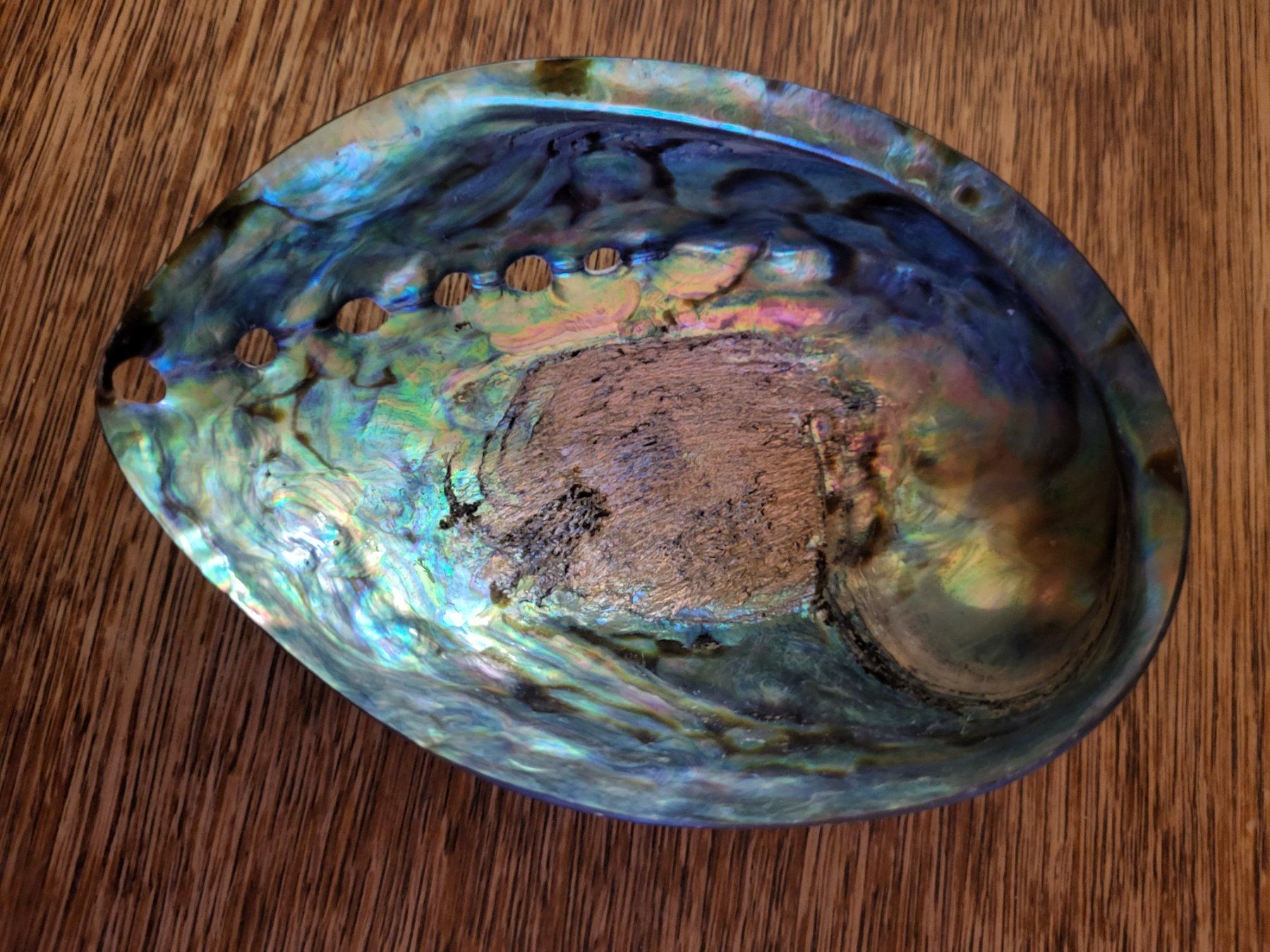 Tutte le decorazioni: Opal Muschel Australien 15 x 10 cm – Nuovo (secondo la descrizione) da Turbenthal venduto da kai_6277 3