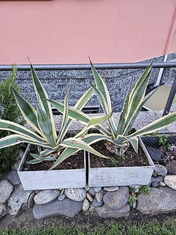 Plantes & graines: Piante Agave – Neuf avec emballage d'origine à Aurigeno par dan_2xx2