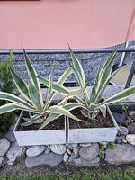 Piante Agave