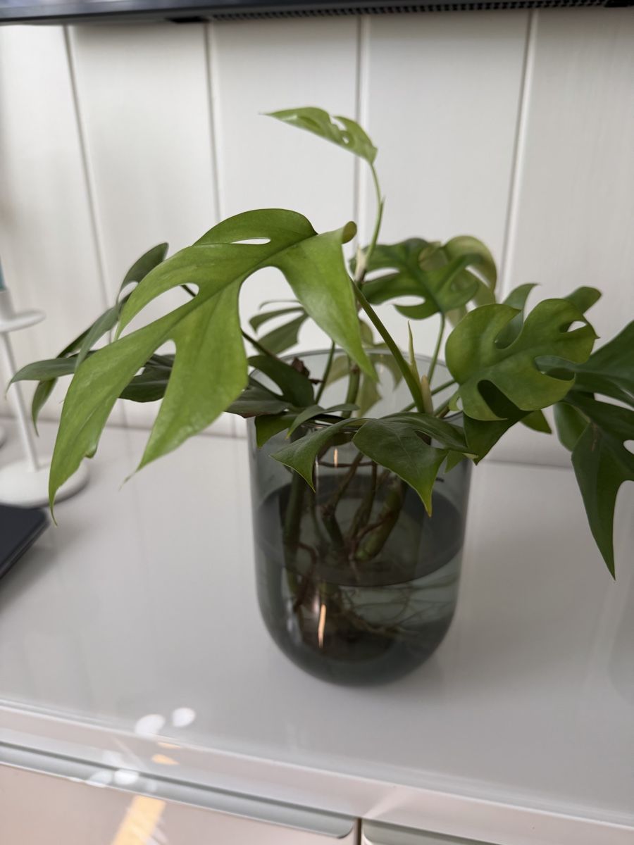 Piante & sementi: Monstera Ableger – Usato da Gunten venduto da starfish3 1