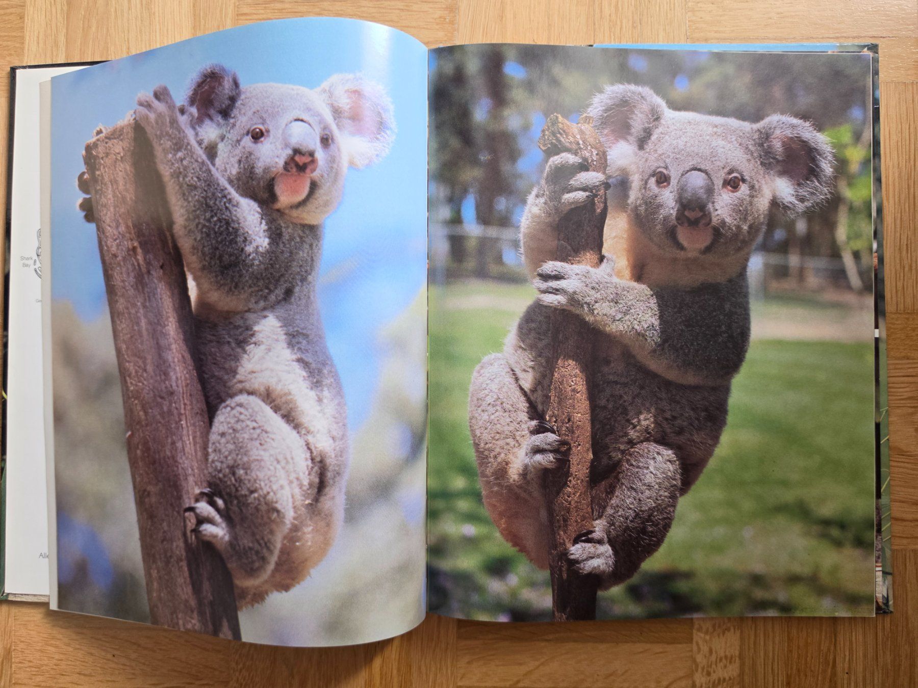 Libri: Koalas – Usato da Stäfa venduto da flamingo_17 4