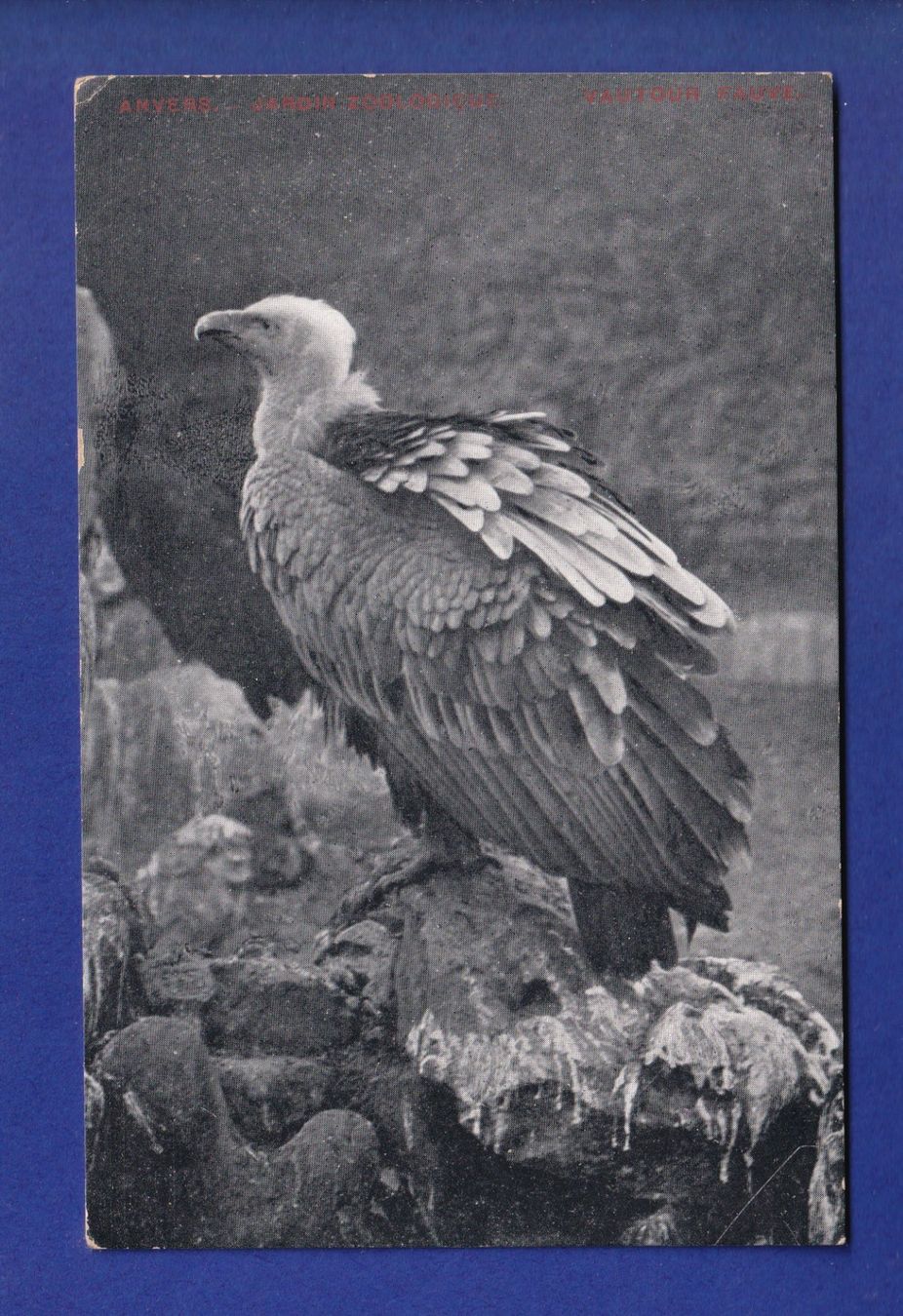 Ansichtskarten: OISEAU - Vautour – Gebraucht aus Pully von nicecards-shop