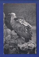 OISEAU - Vautour