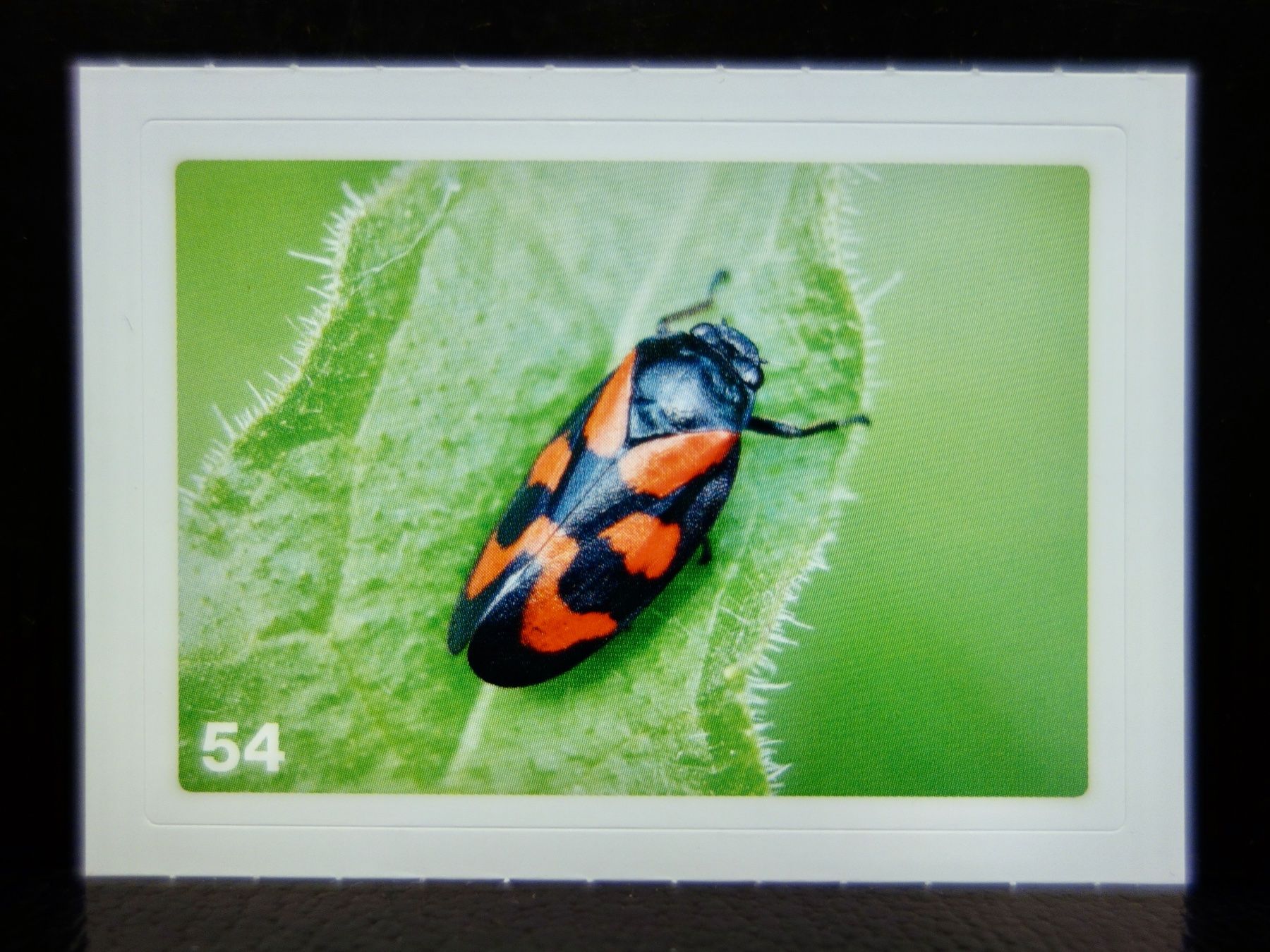 Migros Carte collezionabili: MIGROS MANIA Nature Detectives Nr. 54 – Nuovo e nell'imballaggio originale da Kerzers venduto da djstarsky73